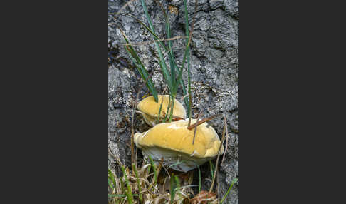 Buglossoporus quercinus (Eichen-Zungenporling)