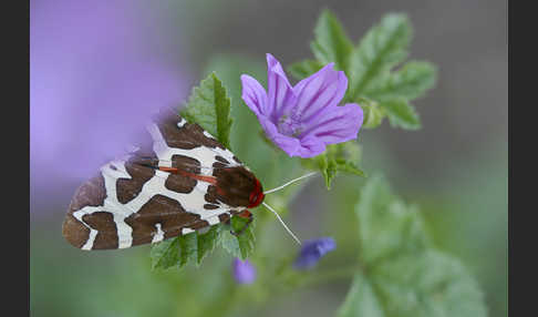 Brauner Bär (Arctia caja)