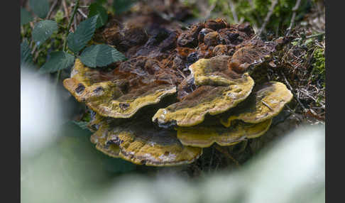 Kiefernbraunporling (Phaeolus spadiceus)