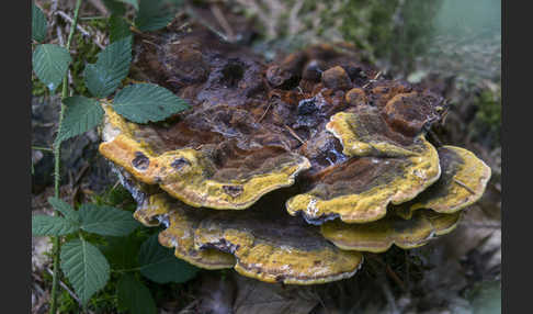 Kiefernbraunporling (Phaeolus spadiceus)