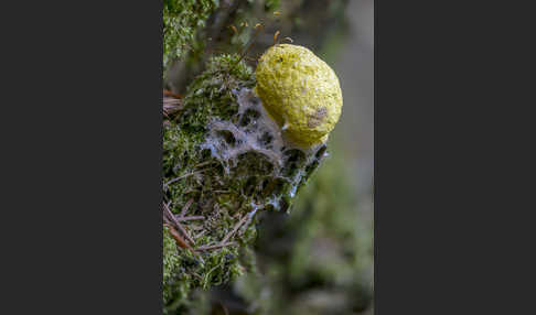 Gelbe Lohblüte (Fuligo septica)