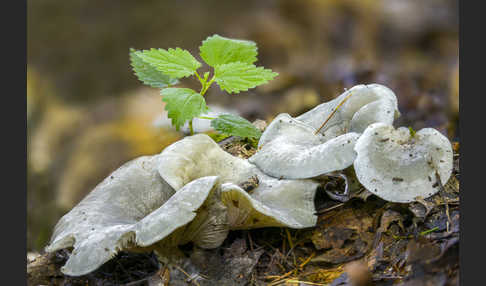 Grüner Anis-Trichterling (Clitocybe odora)