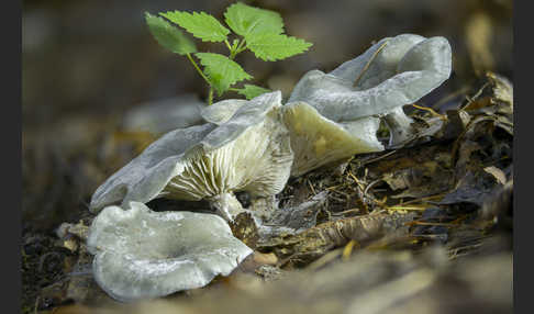 Grüner Anis-Trichterling (Clitocybe odora)