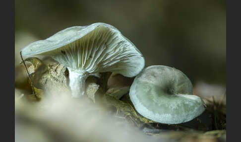 Grüner Anis-Trichterling (Clitocybe odora)