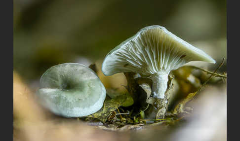 Grüner Anis-Trichterling (Clitocybe odora)