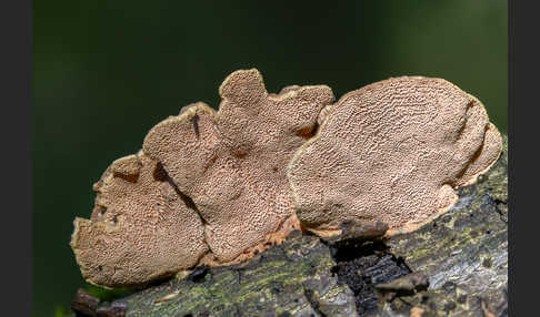 Zimtfarbener Weichporling (Hapalopilus rutilans)