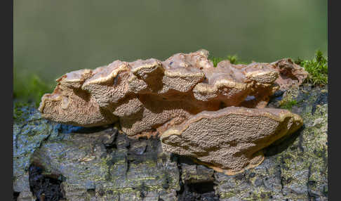 Zimtfarbener Weichporling (Hapalopilus rutilans)