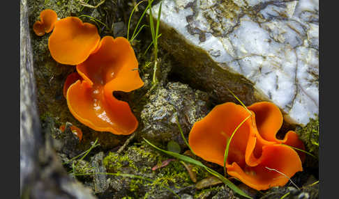 Orangeroter Becherling (Aleuria aurantia)