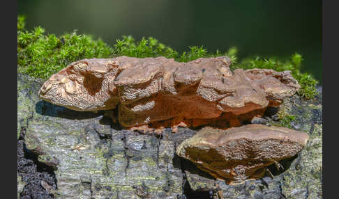 Zimtfarbener Weichporling (Hapalopilus rutilans)