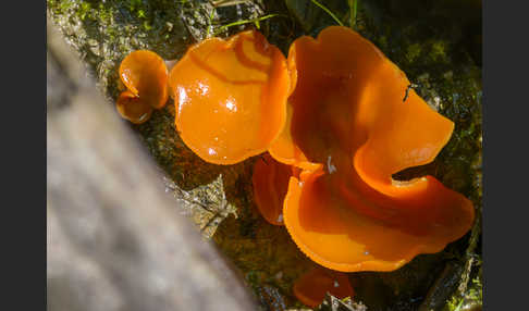 Orangeroter Becherling (Aleuria aurantia)