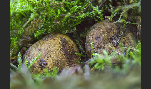 Gelbliche Wurzeltrüffel (Rhizopogon luteolus)