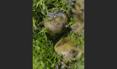 Gelbliche Wurzeltrüffel (Rhizopogon luteolus)