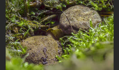 Gelbliche Wurzeltrüffel (Rhizopogon luteolus)