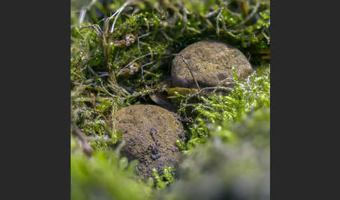 Gelbliche Wurzeltrüffel (Rhizopogon luteolus)