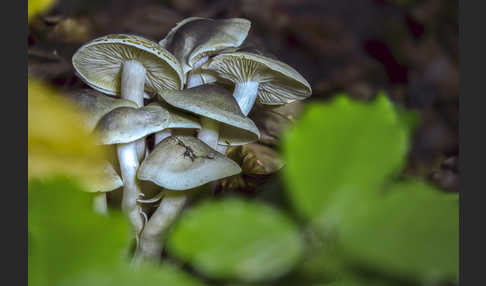 Seifenritterling (Tricholoma saponaceum)