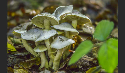 Seifenritterling (Tricholoma saponaceum)