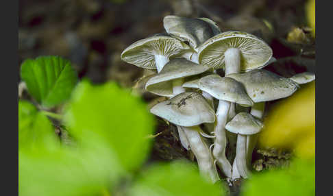 Seifenritterling (Tricholoma saponaceum)