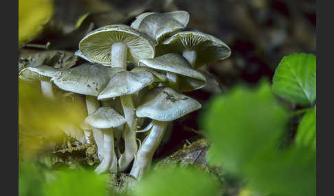 Seifenritterling (Tricholoma saponaceum)