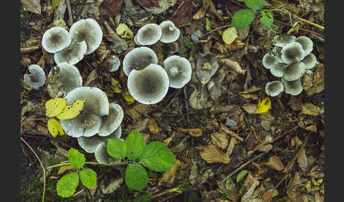 Seifenritterling (Tricholoma saponaceum)