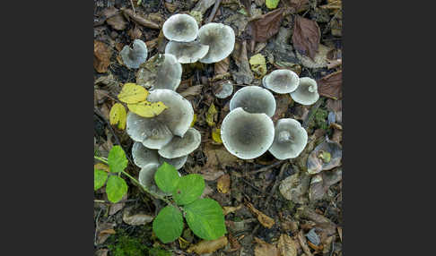 Seifenritterling (Tricholoma saponaceum)