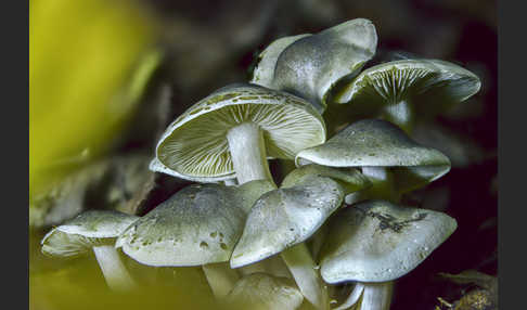 Seifenritterling (Tricholoma saponaceum)