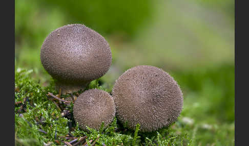 Bräunlicher Stäubling (Lycoperdon umbrinum)