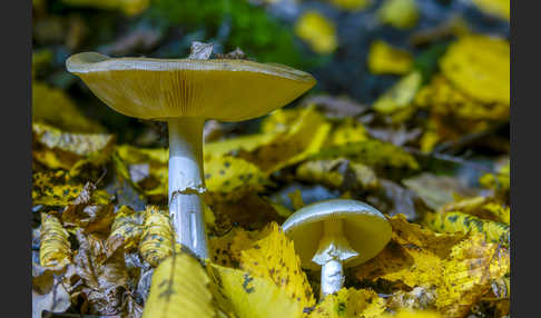 Grüner Knollenblätterpilz (Amanita phalloides)