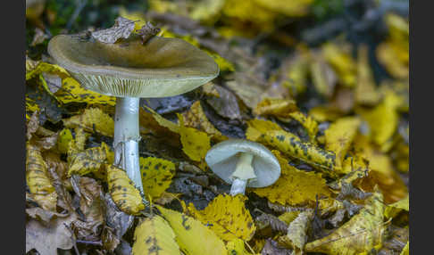 Grüner Knollenblätterpilz (Amanita phalloides)