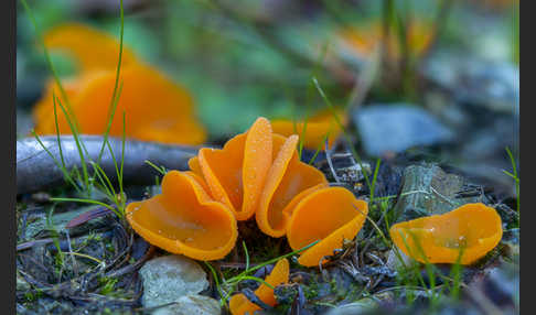 Orangeroter Becherling (Aleuria aurantia)