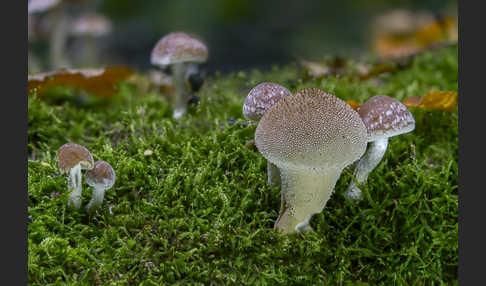 Flaschenstäubling (Lycoperdon perlatum)