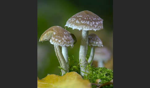 Wässriger Mürbling (Psathyrella piluliformis)