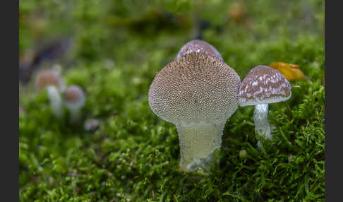 Flaschenstäubling (Lycoperdon perlatum)