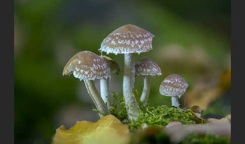 Wässriger Mürbling (Psathyrella piluliformis)