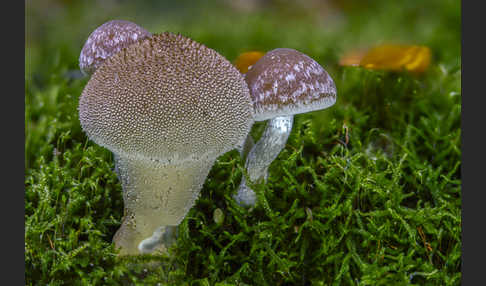 Flaschenstäubling (Lycoperdon perlatum)