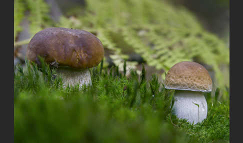 Steinpilz (Boletus edulis)