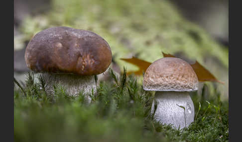 Steinpilz (Boletus edulis)