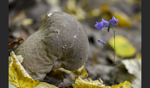 Beutelstäubling (Lycoperdon excipuliforme)