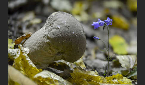 Beutelstäubling (Lycoperdon excipuliforme)