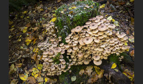 Dunkler Hallimasch (Armillaria ostoyae)