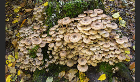 Dunkler Hallimasch (Armillaria ostoyae)