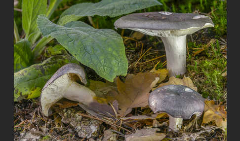 Frauen-Täubling (Russula cyanoxantha)