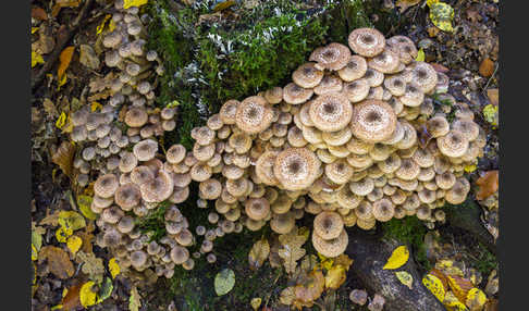 Dunkler Hallimasch (Armillaria ostoyae)