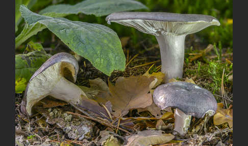 Frauen-Täubling (Russula cyanoxantha)