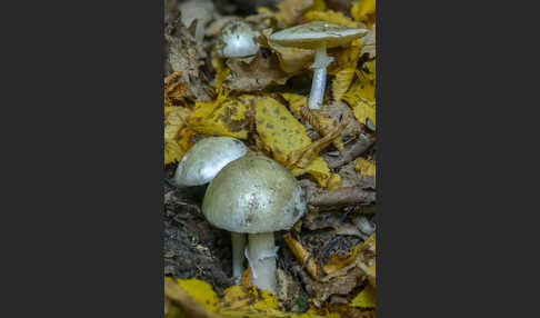 Grüner Knollenblätterpilz (Amanita phalloides)