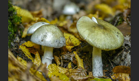 Grüner Knollenblätterpilz (Amanita phalloides)