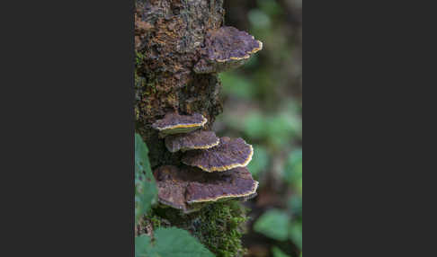 Buchen-Schillerporling (Inonotus nodulosus)