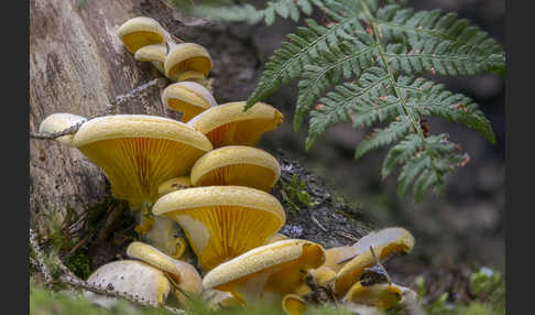 Orangeseitling (Phyllotopsis nidulans)