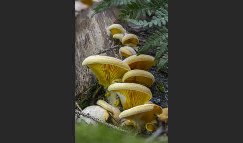 Orangeseitling (Phyllotopsis nidulans)