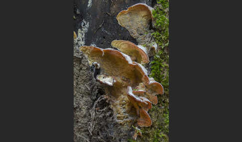 Gallertfleischiger Fältling (Phlebia tremellosa)