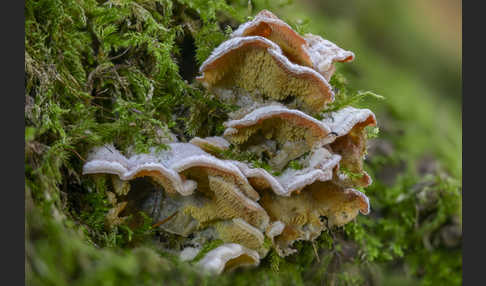 Gallertfleischiger Fältling (Phlebia tremellosa)